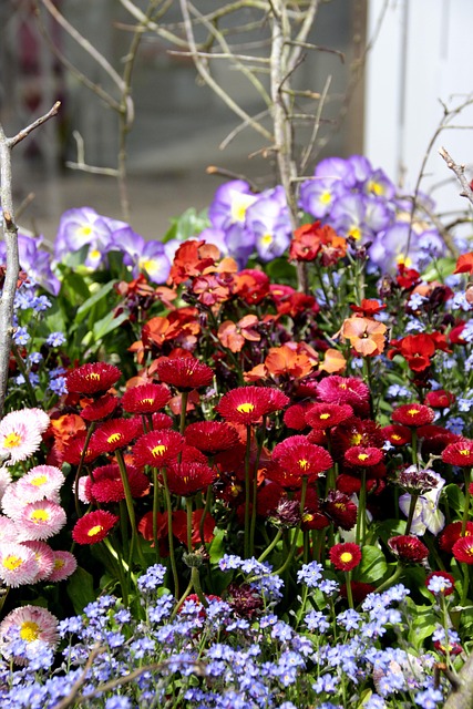 Free A Thousand Beautiful Bellis photo and picture