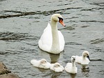 young animals, swan, cygnet