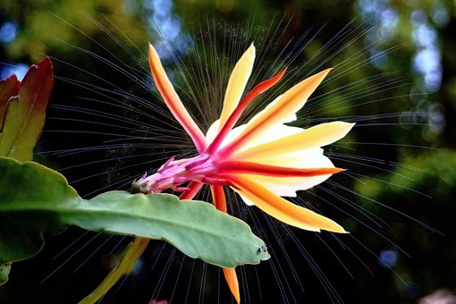 Free Blossom Bloom photo and picture