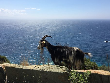 Cabra, Cabra Montesa, Mar, Na Estrada
