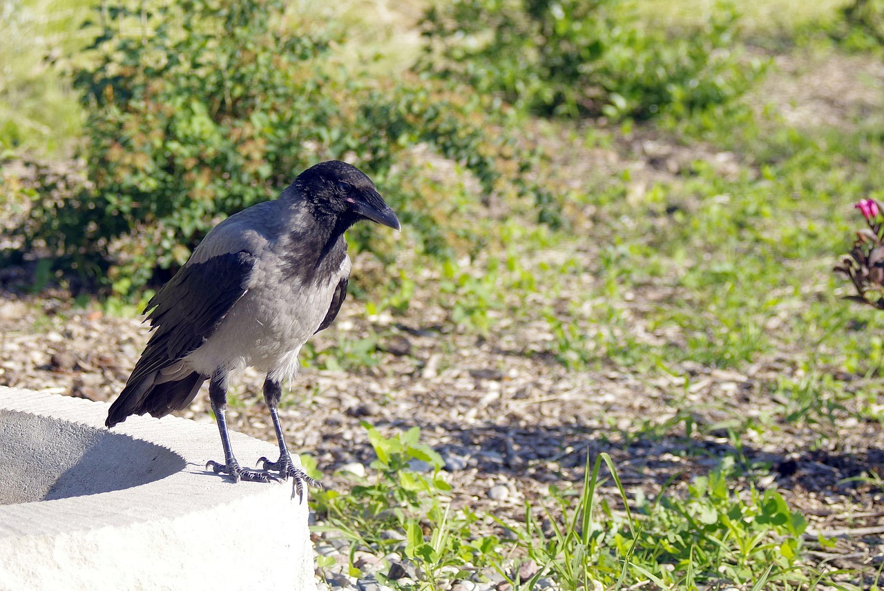 Crow Crows Bird - Free photo on Pixabay - Pixabay