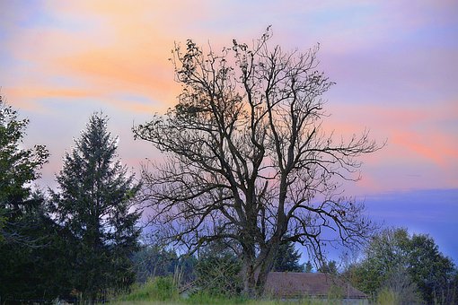 Free Landscape Nature photo and picture