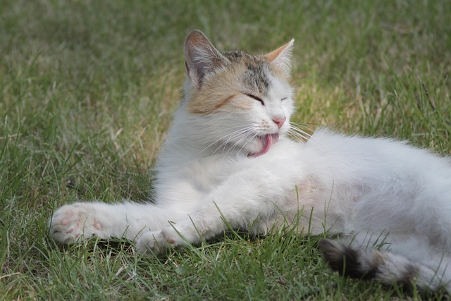 Pisică, Natura, Drăguţ, Animal, Kitty