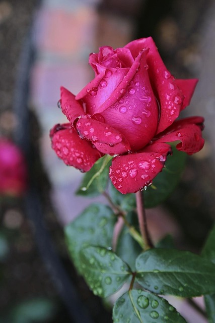 Free Flowers Japan photo and picture