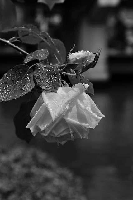 Free Flowers Japan photo and picture