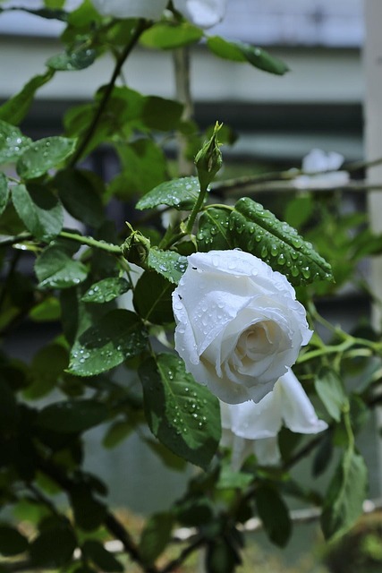 Free Flowers Japan photo and picture