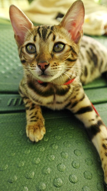 Free Cat Bengal photo and picture