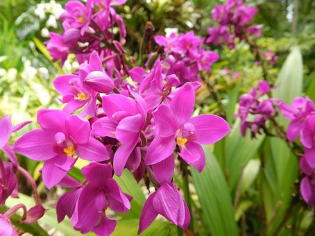 Orchideen, Blumen, Pflanzen