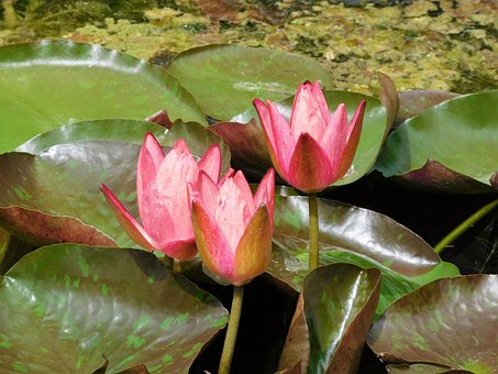 Seerosen, Rosa Seerosen, Blumen
