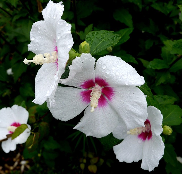 Free Hibiscus Mukuge photo and picture