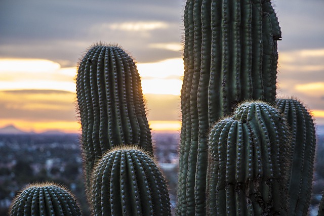 Free Arizona Desert Saguaro Cactus photo and picture