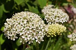 ornamental onion, white zierlauch, blossom