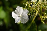 climbing, hydrangea, blossom