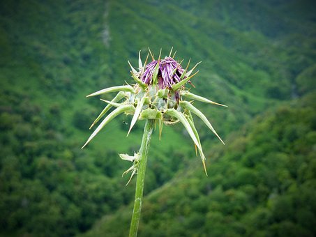 Cardo, Natureza, Ervas Selvagens