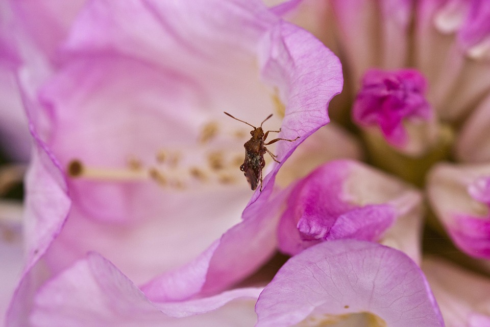Rhododendron Fleur Le Printemps - Photo gratuite sur Pixabay - Pixabay