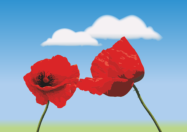 Download free HD stock image of Corn Poppy Blossoms Free corn poppy blossoms flower background illustration