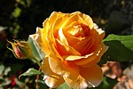 crown princess margaret, rose, scented rose