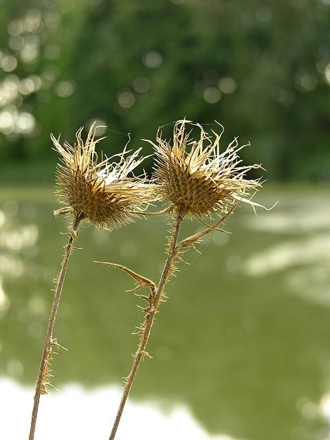 Free Plants Thistle photo and picture