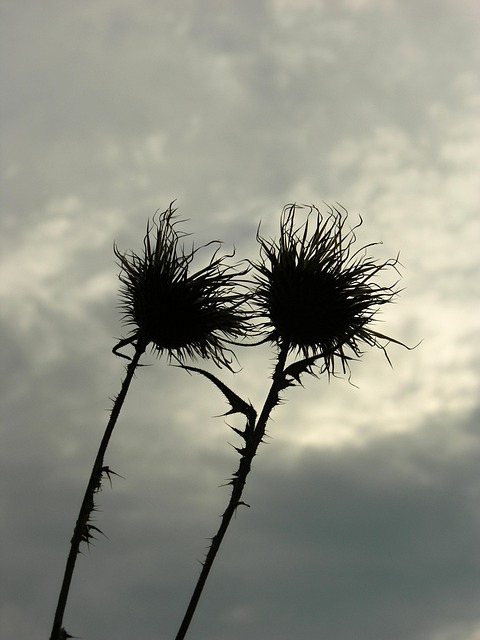 Free Thistle Flower photo and picture