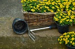 garden, gardening, plant flowers