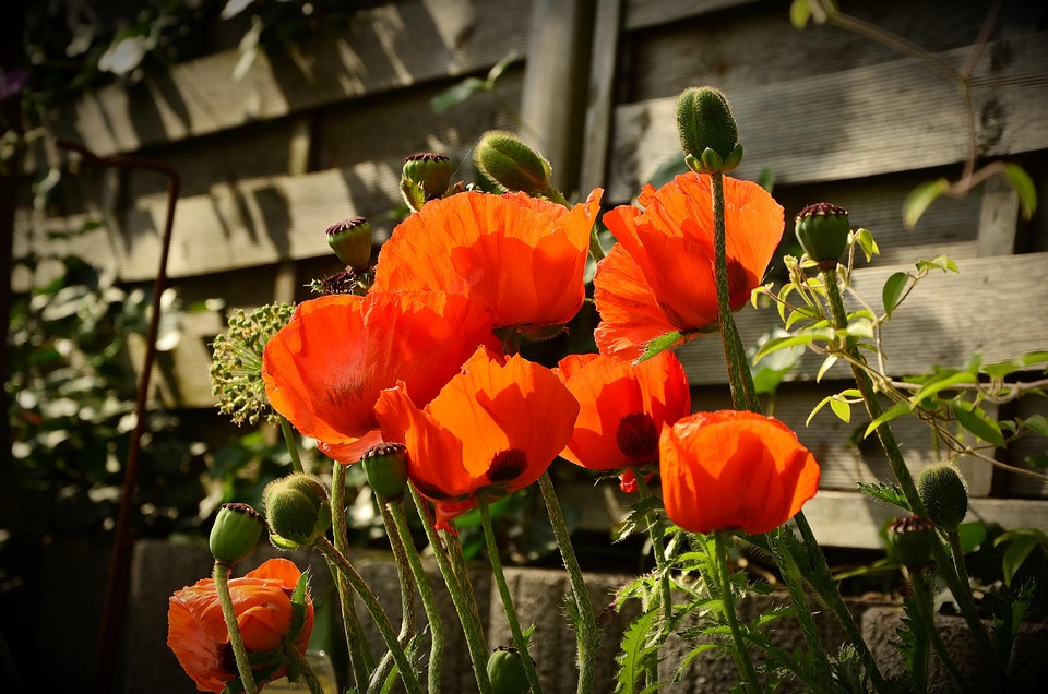 Mohn Roter Klatschmohn - Kostenloses Foto auf Pixabay