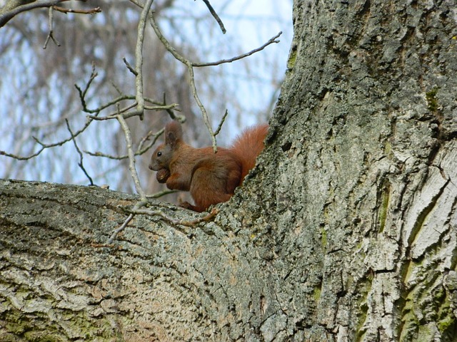 Free Squirrel Rodent photo and picture