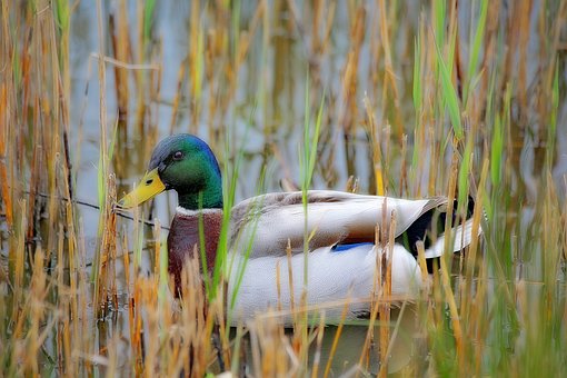Free Duck Green Collar photo and picture