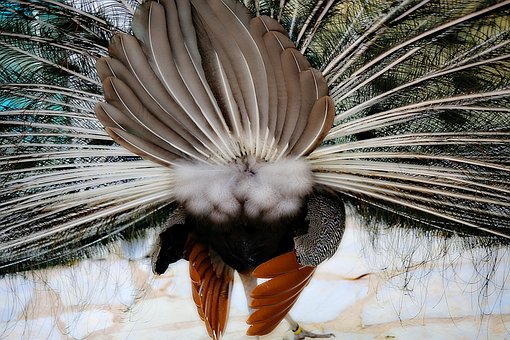 Free Peacock Bird photo and picture
