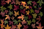 leaves, colorful, amber tree leaf