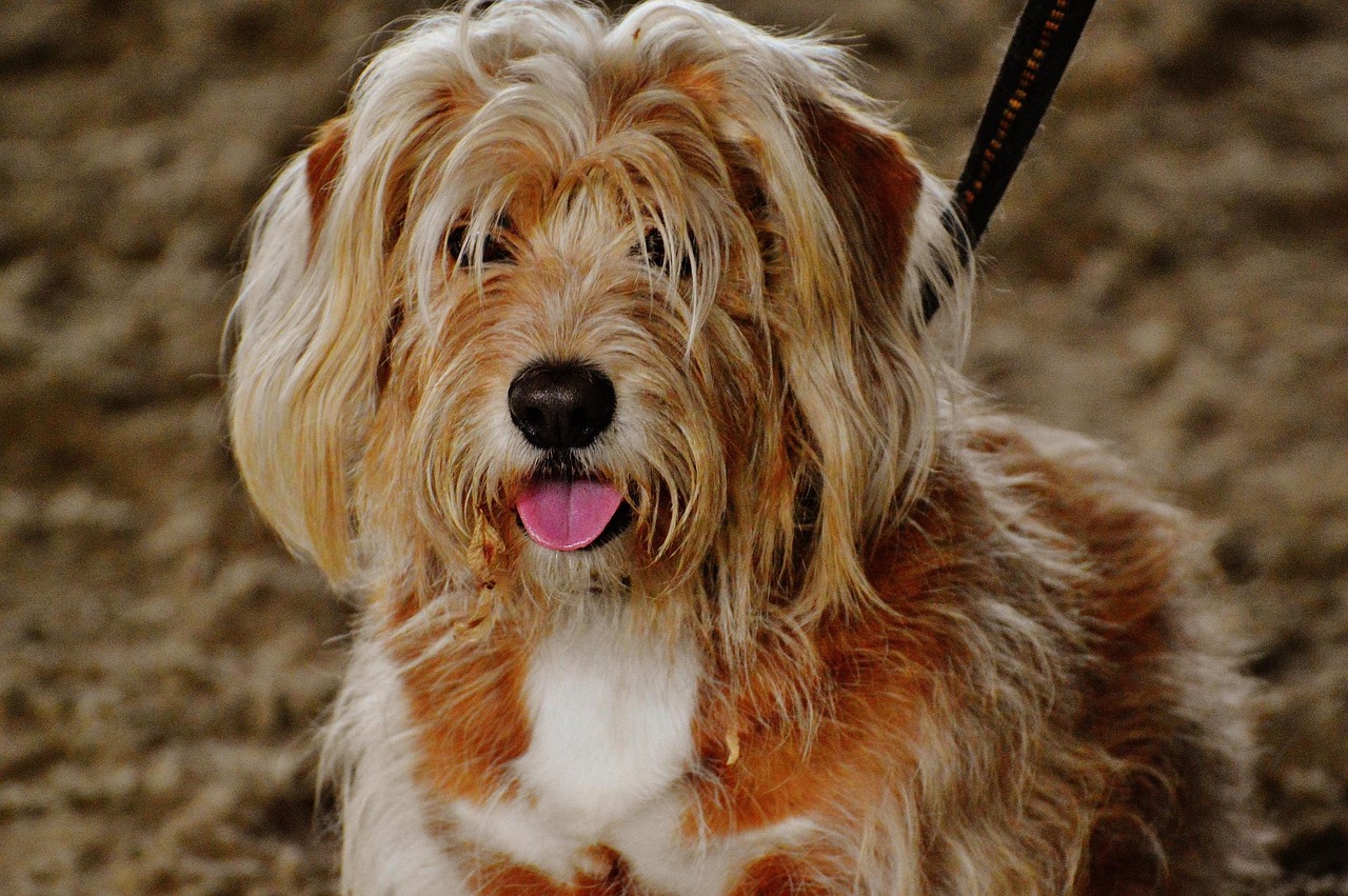 Dog - free online jigsaw puzzle photo