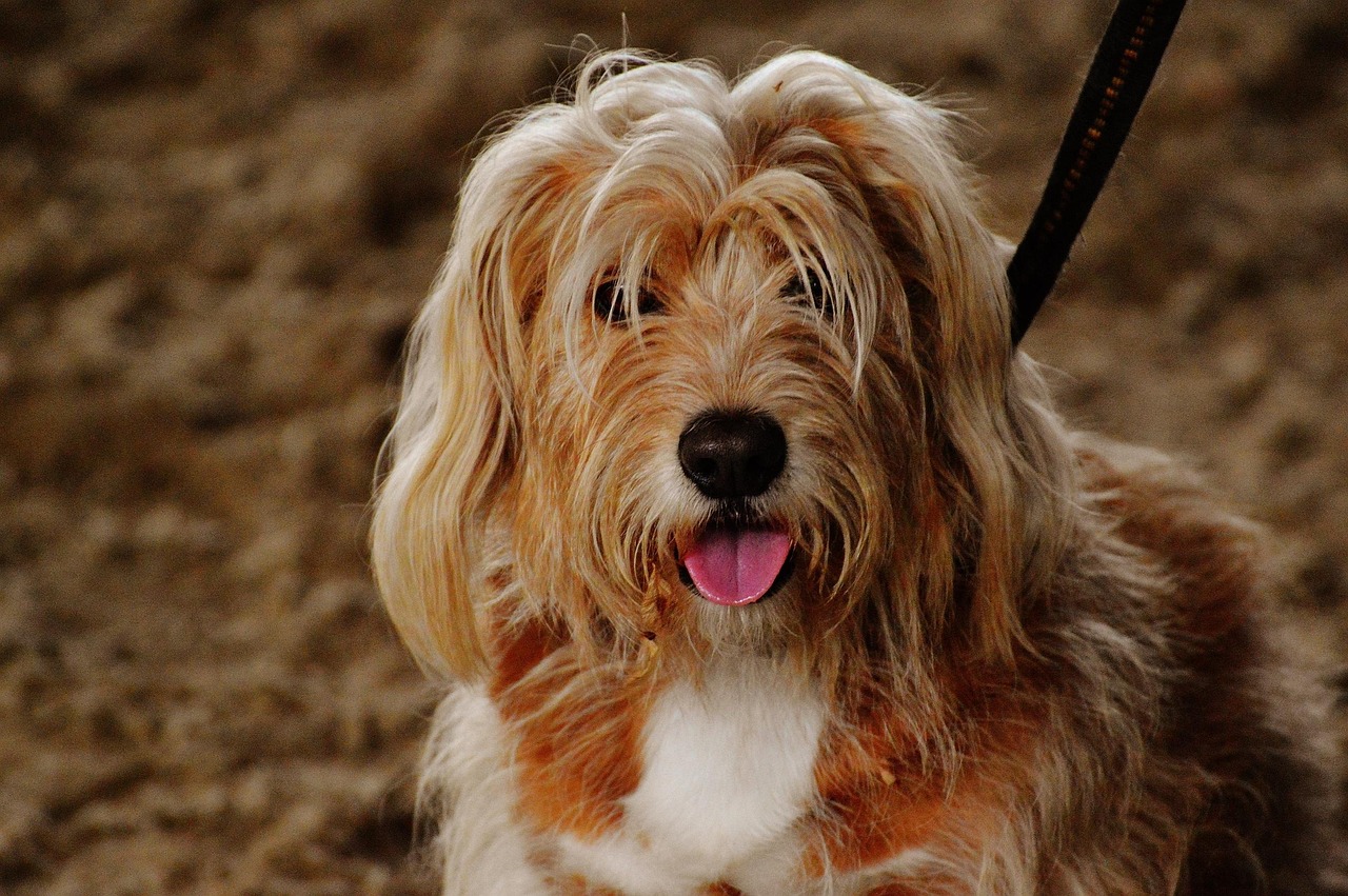 Dog - free online jigsaw puzzle photo