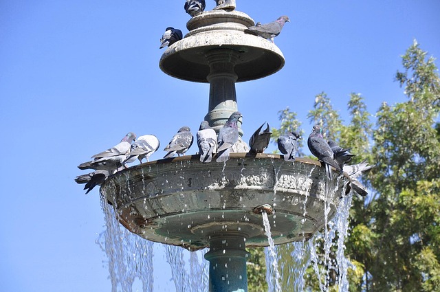 Free Source Pigeons photo and picture
