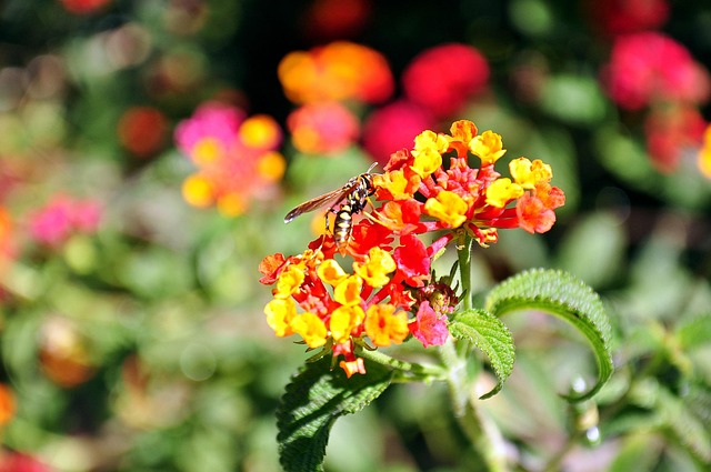 Free Flower Wasp photo and picture