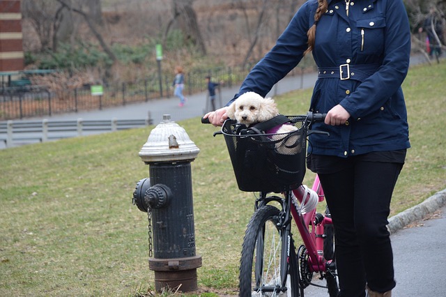 Welpen, Hund, Fahrrad, Zentralpark