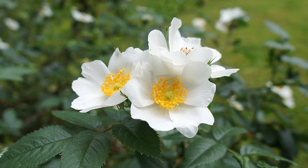 Free Flower White Flower photo and picture