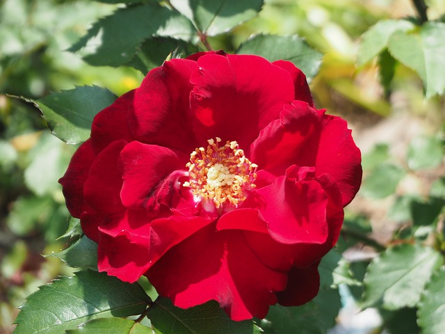 Free Rose Blossom photo and picture