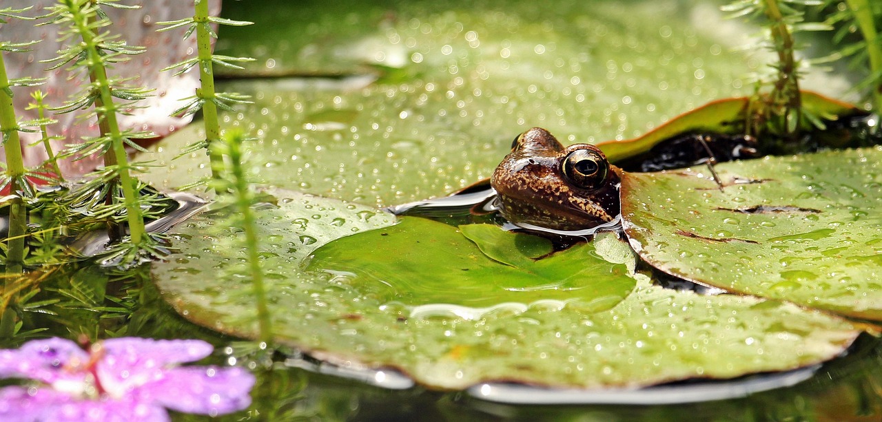 Frog - free online jigsaw puzzle photo