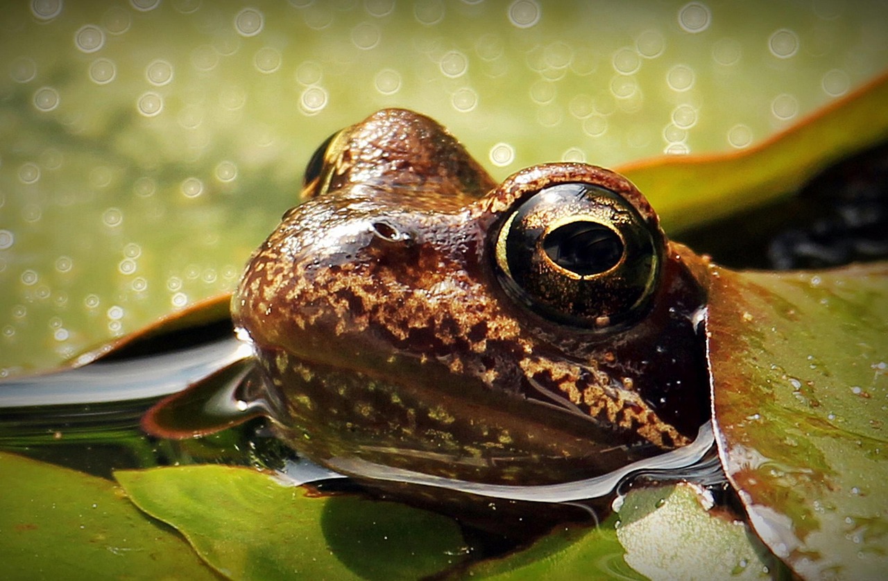 Frog - free online jigsaw puzzle photo