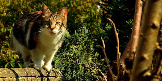 Katze, Tier, Haustier, Junge Katze