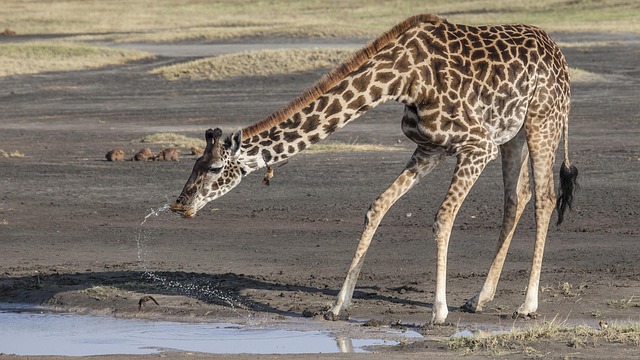 Giraffe, Afrika, Wild, Safari, Tierwelt