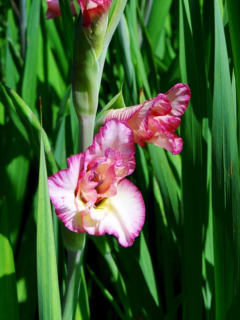Free Floral Pink Flowers photo and picture