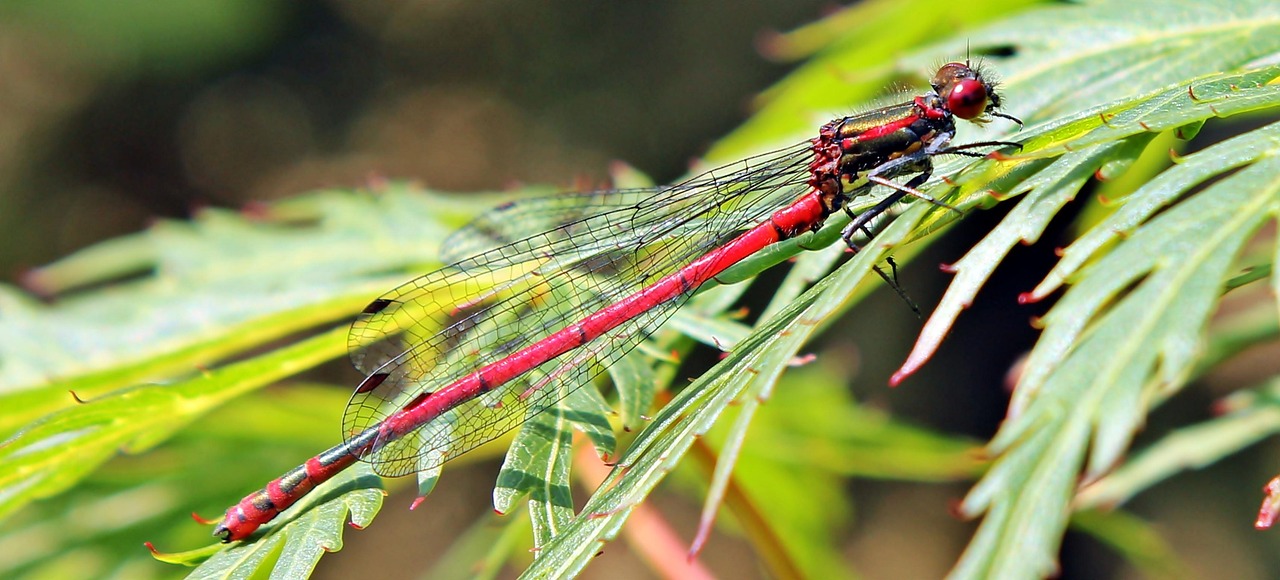 Libelle Rot Insekt Rote Kostenloses Foto Auf Pixabay Pixabay Libelle Rot Insekt Rote Kostenloses Foto Auf Pixabay Pixabay