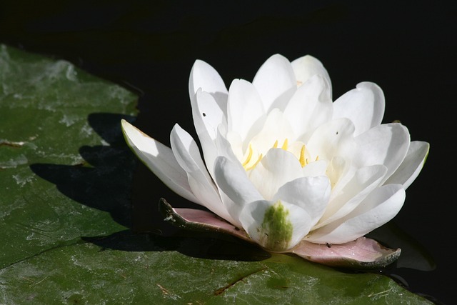 Free Water Lily Flower photo and picture