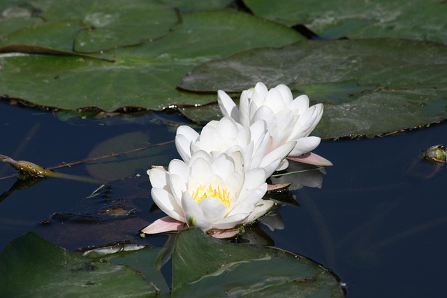 Free Water Lily Three photo and picture