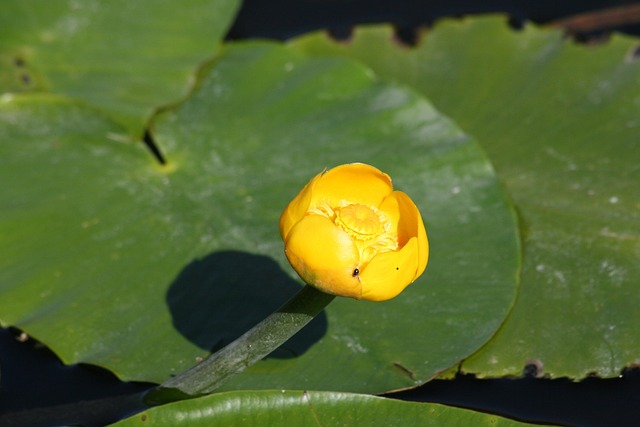Free Yellow Water Flower Pond photo and picture