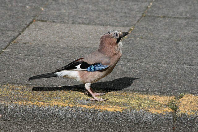 Free Jay Bird photo and picture