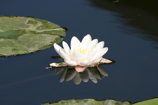 Free Water Lily Mirror photo and picture