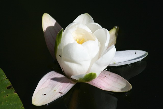 Free Water Lily Bloom photo and picture