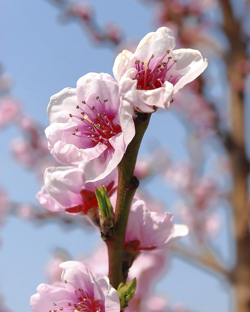 Blumen, Draussen, Natur, Feder