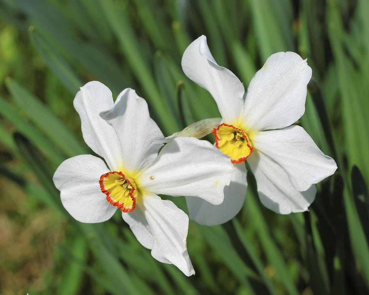 Blumen Weiß Gelb Kostenloses Foto auf